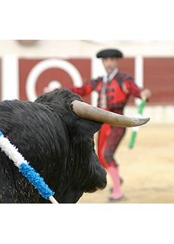 Image of bull and matador