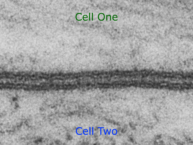 Image of lipid bilayer
