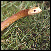 Photo of Taipan by Greg Calvert